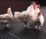 Tama Plastic Poultry House Flooring Slat 4ft x 2ft Pallet Load 54 slats FREE UK DELIVERY